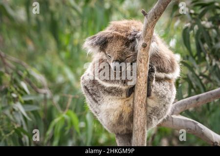 Koala sleeping in a small eucalyptus tree. Stock Photo