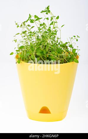 Young green shoots of watercress in yellow pot. Photo Stock Photo