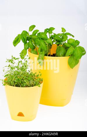 Young green shoots of watercress in yellow pot. Photo Stock Photo