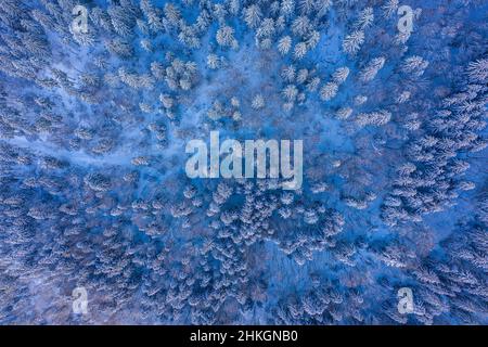 Top down shot of a sparse coniferous forest taken using a drone. Stock Photo