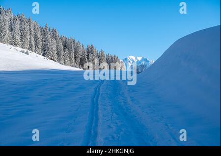 Foot trails, track marks in the snow field alongside  a pine tree forest leading towards a huge mountain of European Alps Mountain Range. Stock Photo