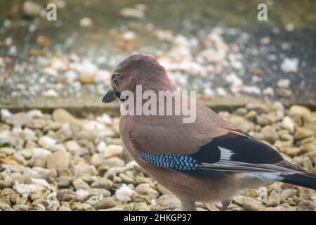rear three quarter view of a jay (Garrulus glandarius) contemplating the next food morcel to take from the ground Stock Photo