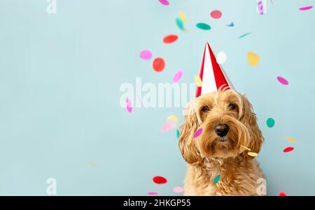 Cute dog celebrating at a birthday party with confetti and party hat Stock Photo