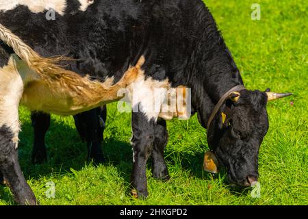 Alongside the Alpenstrasse near Ramsau, Berchtesgadener Land, Bavarian Alps, Upper Bavaria, Southern Germany, Central Europe Stock Photo