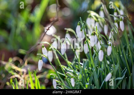 Pretty snowdrop flowers on a sunny winters day Stock Photo
