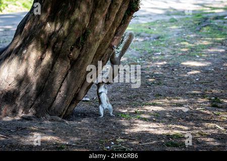 Two Squirrels on a Tree Trunk Stock Photo