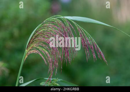 Colourful grass in the countryside Stock Photo