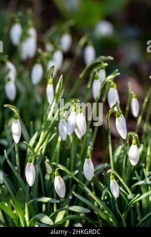 Pretty snowdrop flowers on a sunny winters day Stock Photo