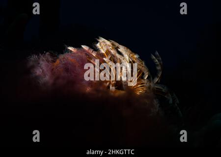 Feather duster worm (Sabellastarte spectabilis) lights up the reef off the Dutch Caribbean island of Sint Maarten Stock Photo