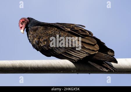 Turkey Vulture perched on street light pole and looking at camera. Palo Alto Baylands, Santa Clara County, California, USA. Stock Photo