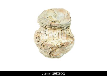 Old scallops, Sea shell isolated on white background. Shell, Seashell or Conch isolated on white Background as Decor or Souvenir. Stock Photo
