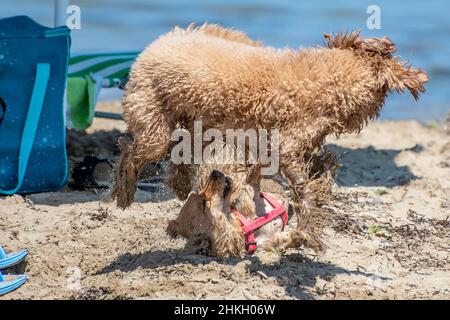 Dogs playing together on the beach Stock Photo