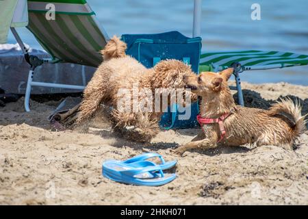 Dogs playing together on the beach Stock Photo