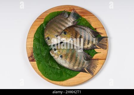 Fresh raw Kari meen Pearl spot fish arranged in a Macaranga peltata leaf or vattayila placed on wooden base. Stock Photo
