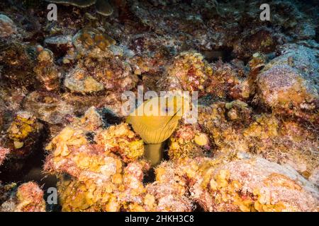 Seascape with Green Moray Eel in coral reef of Caribbean Sea, Curacao Stock Photo