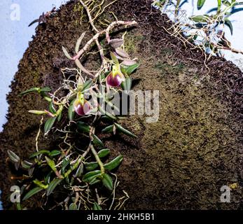 Epidendrum peperomia (or porpax depending on references) grows on a tree fern slab on a wall in Nicaragua. Stock Photo