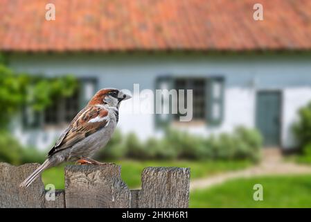 Male common sparrow / house sparrow (Passer domesticus) perched on old wooden fence in garden of house in the countryside Stock Photo