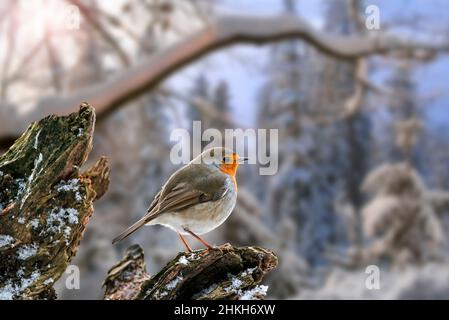 European robin (Erithacus rubecula) perched on tree stump in snow covered forest at sunset / dusk in winter Stock Photo