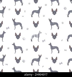 Peruvian hairless dog seamless pattern. Different poses, coat colors set.  Vector illustration Stock Vector