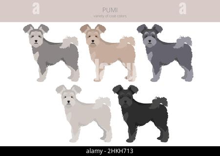 Pumi clipart. Different poses, coat colors set.  Vector illustration Stock Vector