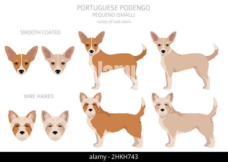 Portuguese Podengo Pequeno puppy clipart. Different poses, coat colors ...