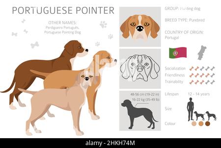 are portuguese pointers trainable