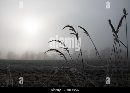 Winter landscape on a day with fog and frost with trees on the horizon and grass in the foreground Stock Photo
