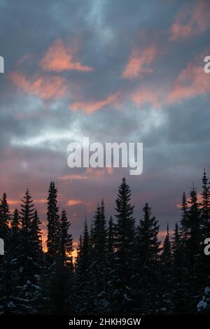 beautiful colorfull sunset of pink and purple clouds in blue evening sky at dusk tall lodge pole pine trees of forest at bottom in ski resort vertical Stock Photo