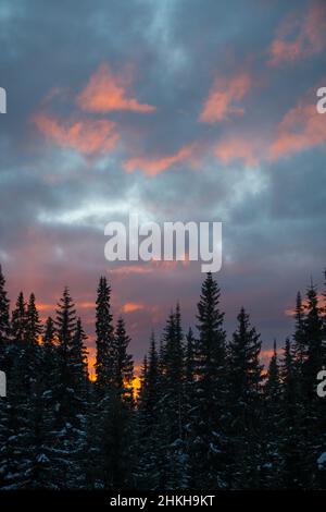 beautiful colorfull sunset of pink and purple clouds in blue evening sky at dusk tall lodge pole pine trees of forest at bottom in ski resort vertical Stock Photo