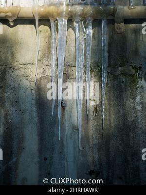 frozen transparent clear pointy icicles hanging from pipe on exterior grungy concrete wall ice glistening in the warm sun vertical format grunge Stock Photo