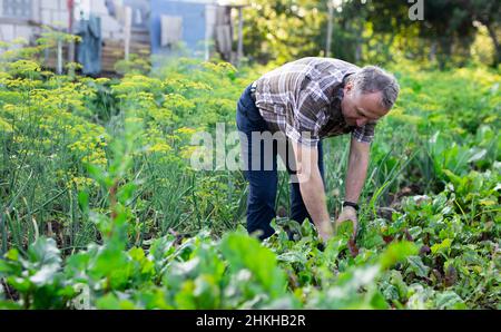 man farmer working in estate garden Stock Photo