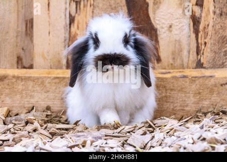 Cute white rabbit with black spots on a furry coat. Stock Photo