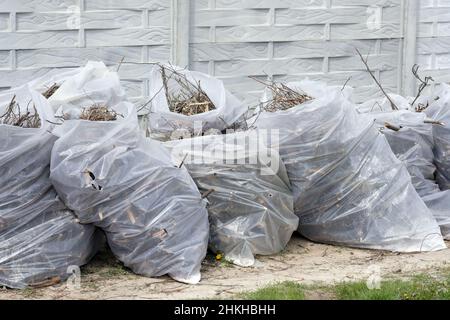 Plastic bags with branches close-up on the street. Waste from gardening. Dry branches after pruning trees in spring. Seasonal garden cleaning. Stock Photo