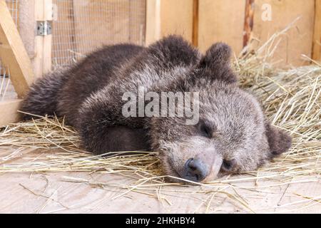 Sleeping young brown bear lying on a straw pod. Stock Photo