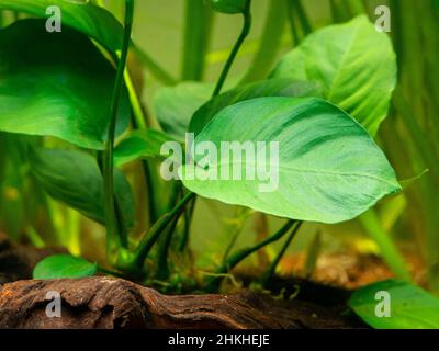 detail of a Anubias Barteri leaf with blurred background - aquarium plant Stock Photo
