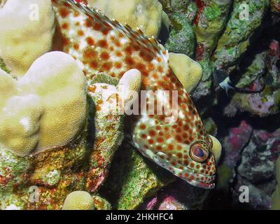 A Greasy Grouper (Epinephelus tauvina) in the Red Sea, Egypt Stock Photo