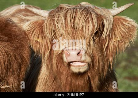 Close-up of a horned Highland calf (Bos taurus taurus) on the farm. Young Scottish Highland cattle with long brown hair. Stock Photo