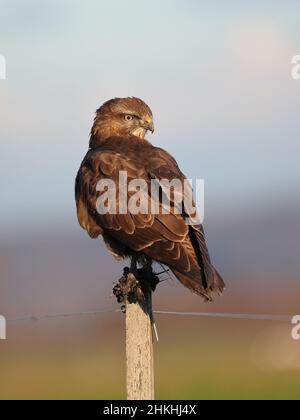 Common buzzard, Mäusebussard, Buteo buteo Stock Photo