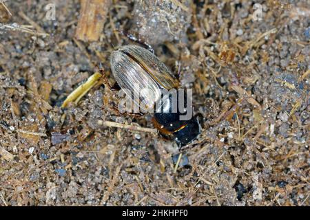 Night-flying dung beetle, Aphodius on dung. Stock Photo