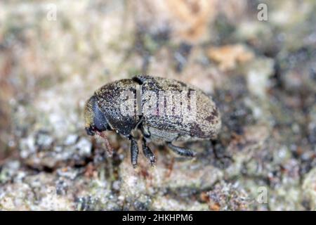 Hylesinus varius formerly fraxini is a species of weevil native to Europe - ash bark beetle. Camouflaging body coloration on tree bark. Stock Photo
