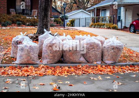 Rows of clear bags of Autumn leaves with more Maple leaves scatterd on yard and in street after a rain in residential neighborhood with car in neighbo Stock Photo