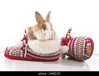 Brown and white rabbit sitting on pair of slippers Stock Photo