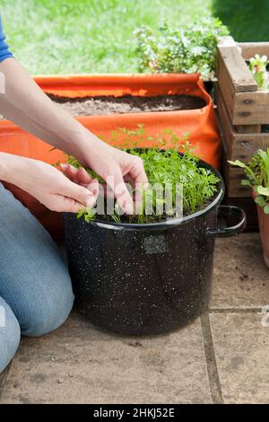 Thinning carrot seedlings in a black pot on a patio Stock Photo
