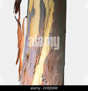 Peeling bark of cider gum (Eucalyptus gunnii) Stock Photo