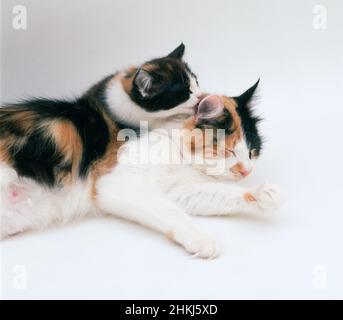 Kitten licking it's mother behind the ear Stock Photo