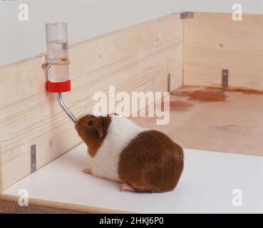 Guinea pig drink bottle hotsell