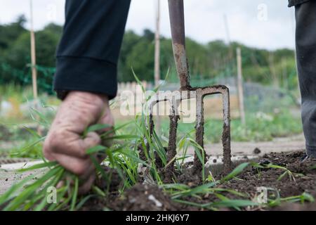 Using hands to pull out weeds, soil lifted with garden fork Stock Photo
