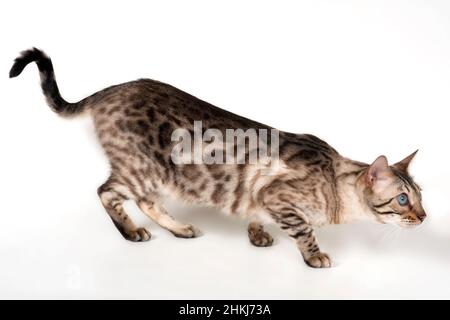 Brown rosetted Bengal cat with blue eyes Stock Photo