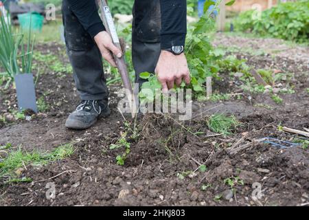 Using hands to pull out weeds Stock Photo