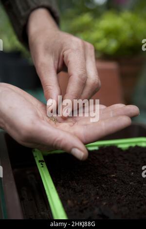 Celeriac seeds sown in propagator Stock Photo